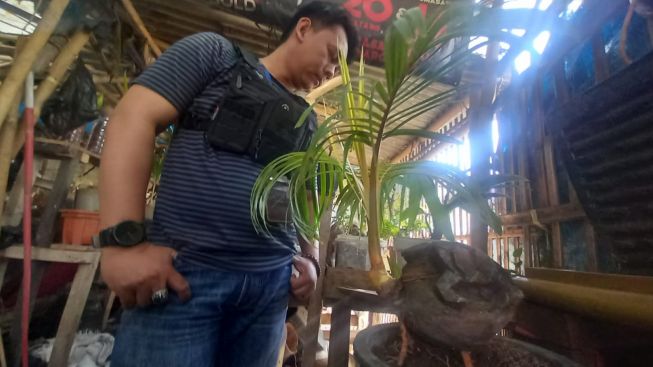 Kreatif! Warga Subang Buat Bonsai Kelapa Ukiran Kura-kura