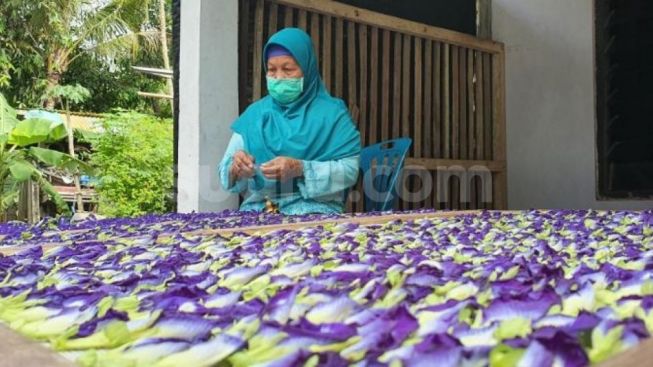 Bunga Telang Dibikin Jadi Limun, Tapi Jangan Pernah Nyesel Sama Dampaknya Terutama Pada Kulit