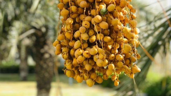 Mau Dapat Kurma Enak Saat Bulan Ramadhan? Berikut 3 Tips Memilih Kurma yang Baik