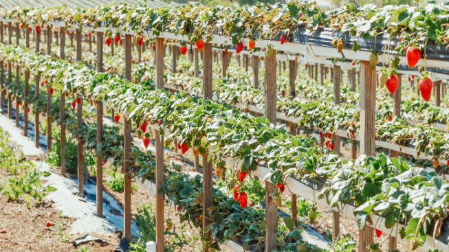 Wisata Petik Strawberry di Cipanas Cianjur: Liburan Keluarga yang Menyenangkan dan Edukatif