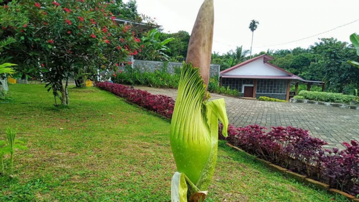 Bunga Bangkai Tumbuh di Kebun Milik Wakil Gubernur Sumut Musa Rajekshah. [Instagram @musa_rajekshah]