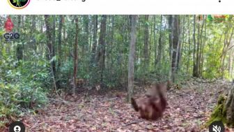Terekam Kamera Jebak, Begini Tingkah Lucu Orangutan Satria 'Menikmati' Habitatnya