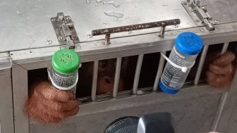 Kisah Anak Orangutan Kaka, Diselundupkan ke Bogor dan Kini  di Sibolangit