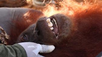 Orangutan Masuk ke Perkebunan di Langkat, Ditranslokasi ke TNGL