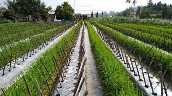 Harga Cabai Merah Naik, Petani di Deli Serdang Baru Mulai Persiapan Tanam