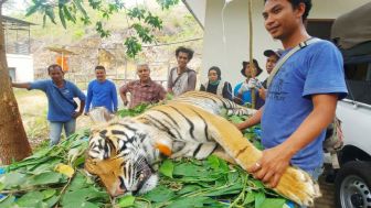 Hindari Inbreeding, 2 Harimau Sumatera Dilepasliarkan di TNKS Jambi
