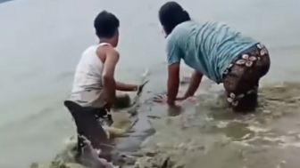 Selamatkan Lumba-lumba yang Terdampar, Dua Pria ini Banjir Pujian