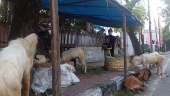 Jelang Idul Adha, Penjualan Kambing Naik 50 Persen di Medan