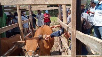 Hewan Ternak di Kabupaten Toba Disuntik Vaksin