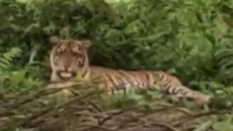 Beredar Video Penampakan Harimau di Langkat