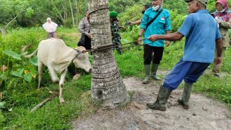 Antisipasi PMK, 250 Ekor Hewan Ternak di Tanjung Balai Disuntik Vaksin