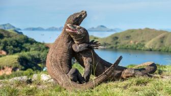 Tiket Pulau Komodo Naik Rp 3,6 Juta, Wisatawan Batalkan Kunjungan