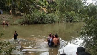 Cuci Piring di Sungai, Seorang Wanita Tewas Diterkam Buaya di Madina Sumut