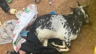 Tembak Mati Kambing Orang Sembarangan, Tiga Polisi Dipecat dan Dijebloskan ke Penjara