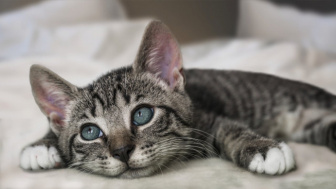 Sejarah Hari Kucing Sedunia Diperingati Setiap 8 Agustus