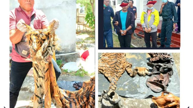 Jual Kulit Dan Tulang Belulang Harimau Pria Di Aceh Ditangkap