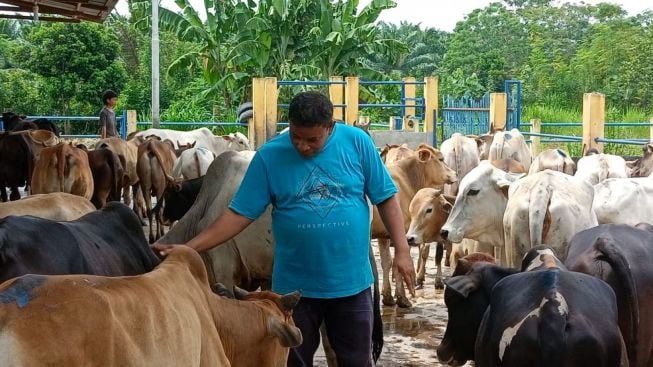 Keresahan Peternak Sapi di Deli Serdang Akibat PMK, Stok Obat dan Vitamin Habis