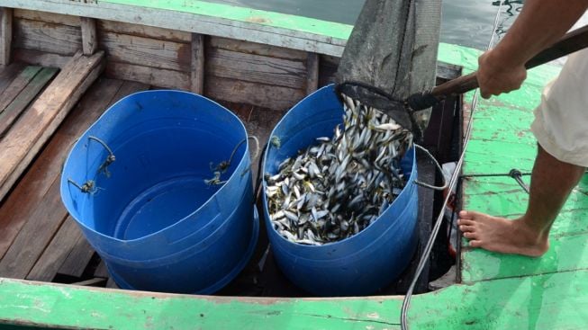 Di Danau Toba Dulu Pernah Ada Ikan Pora-pora, Kini Tinggal kenangan