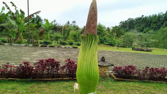 Bunga Bangkai Tumbuh di Kebun Milik Wakil Gubernur Sumut Musa Rajekshah