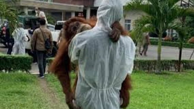 Bupati Nonaktif Langkat Jadi Tersangka Kepemilikan Orangutan Sumatera