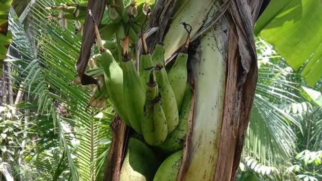 Unik dan Langka! Buah Pisang Tumbuh dari Dalam Batang Pohon di Asahan