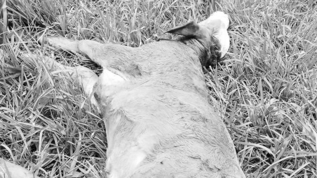 Dua Ekor Lembu di Karo Diduga Diterkam Harimau, 1 di Antaranya Mati di Tempat