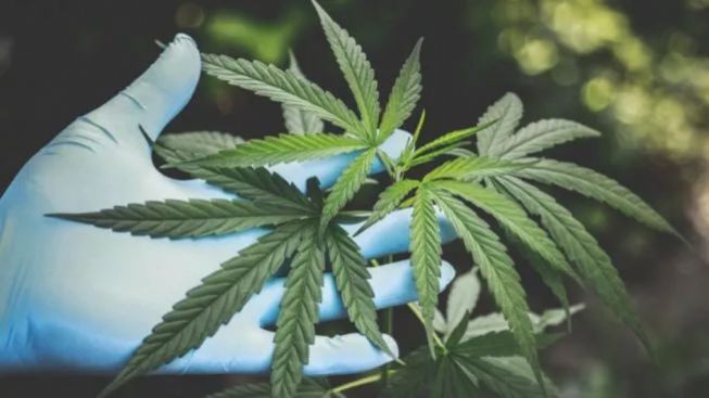 4 Hektare Ladang Ganja Ditemukan di Madina