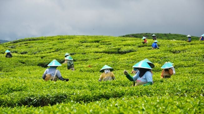 Somasi Es Teh Indonesia Viral, Ini 4 Produk Teh Lokal Kekinian di Indonesia