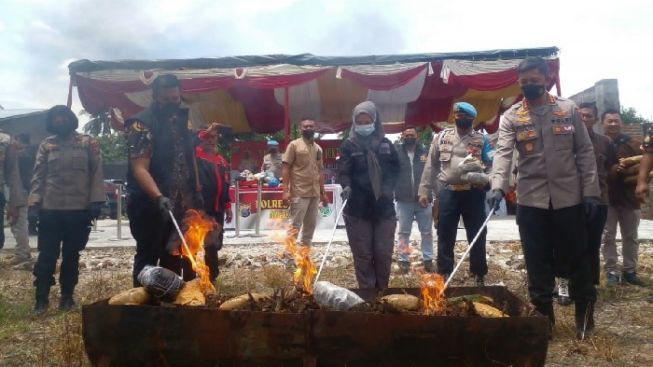 Polisi Musnahkan Ganja 84,6 Kg di Tanah Garapan Deli Serdang