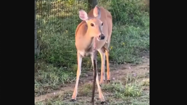 GEMPAR! Video Rusa Makan Ular, Warganet Heboh Bahas Rantai Makanan