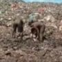 Viral Warga Gali Ribuan Ton Daging Kerbau di Tempat Pembuangan Sampah, Netizen: Kirain Video Vrindavan, Ternyata Konoha
