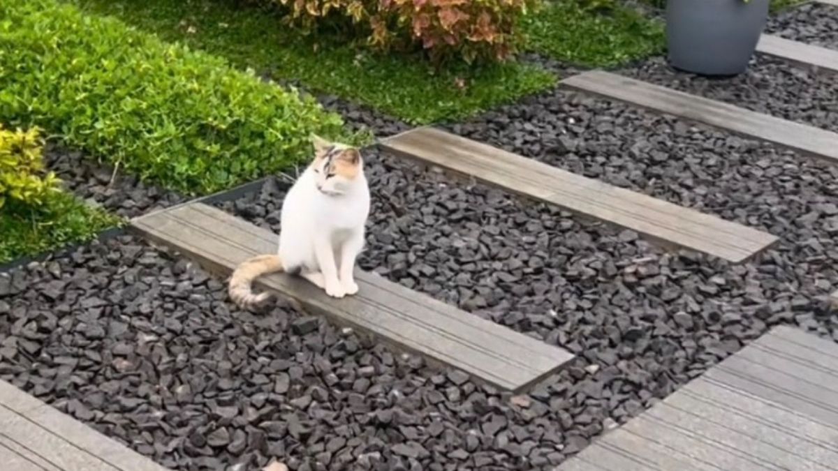 Seekor Kucing yang berada di makam Eril [Instagram Ridwan Kamil]