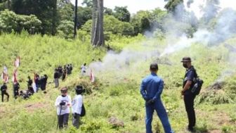 WOW! Polri Ungkap Kebun Ganja Seluas 25 Hektare di Aceh