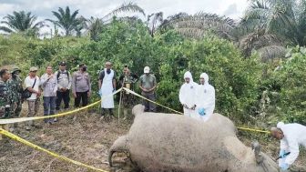 Duh, Seekor Gajah Sumatera di Aceh Mati Setelah Makan Pupuk