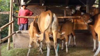 Video: Kejadian Langka, Indukan Sapi Bali Lahirkan Anak Sapi Kembar, Kok Bisa?