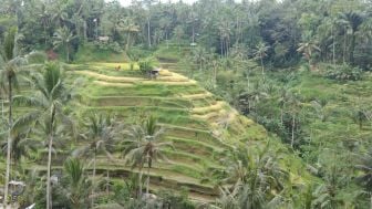 Wisata Sawah Terasering Tegalalang Bali, Indah dan Sejuk Dipandang