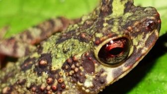 Lebih 100 Tahun Hilang, Katak Pelangi Kembali Ditemukan di Gunung Nyiut