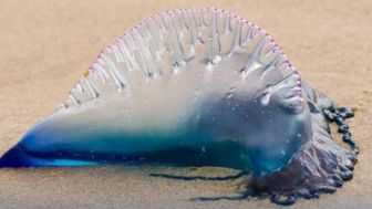 Portuguese Man O' War, Hewan Laut Cantik yang Miliki Sengatan Maut