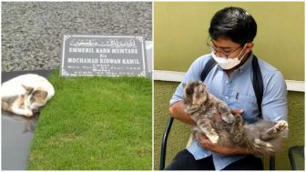 Viral Kucing Belang Penunggu Setia Makam Eril, Anak Ridwan Kamil dan Atalia Praratya yang Meninggal di Sungai Aare