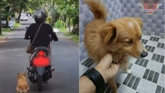 Begini Kondisi Terkini si Emon Anjing Kecil yang Viral di Bali