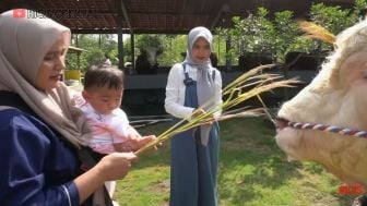 Cari Sapi Kurban, Ria Ricis Sampai Rela Jauh-Jauh ke Yogyakarta