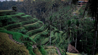 Terkenal di Dunia, Ternyata Kualitas Udara di Ubud, Sempat Masuk Peringkat 5 Terburuk, Bupati Gianyar Akan Lakukan Hal Ini