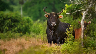 Usai Dilanda Kebakaran, Petugas Rilis Jumlah Populasi Banteng di Taman Nasional Baluran Situbondo