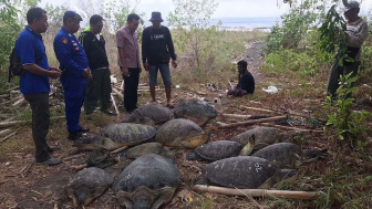 Ditpolairud Polda Bali Amankan Pelaku Penangkapan 11 Ekor Penyu Hijau