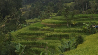 Musim Kemarau Panjang, Petani Bali Ubah Komoditas Tanam