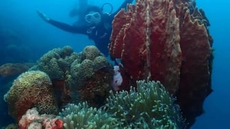 Jaraknya 20 KM dari Pusat Kota Situbondo, Keindahan Bawah Laut Pantai Ini Buat Kaesang Pangarep dan Erina Gudono Kepincut