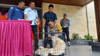 Pelajar SMP di Klungkung Curi Uang Paman Rp 127 Juta untuk Beli 23 Ekor Anjing dan HP