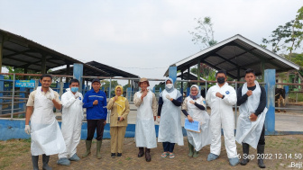 Bantu Peternak Sapi Potong di Kabupaten Malang, Perlunya Rancangan Penelitian Analisis Pendapatan di Tengah Wabah PMK