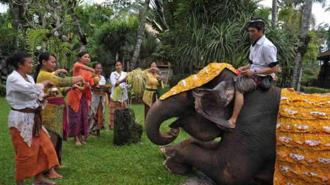 Tumpek Kandang atau Tumpek Uye Bukan Berarti Umat Hindu Bali Memuja Binatang, Ini Penjelasannya