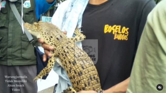 Anti Mainstream! Musuh Bawa Celurit dan Molotov, Pemuda Ini Gendong Anak Buaya